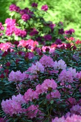 Obraz premium Lush Pink Rhododendron Bushes Blooming in a Green Spring Garden