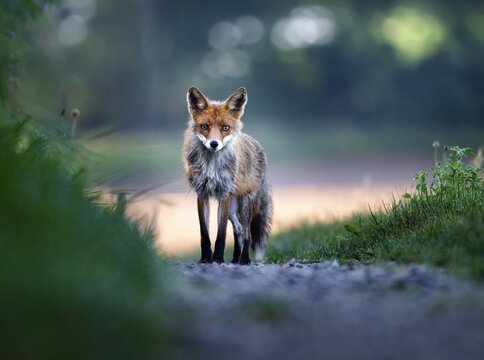 Red fox (Vulpes vulpes), Zurich, Switzerland