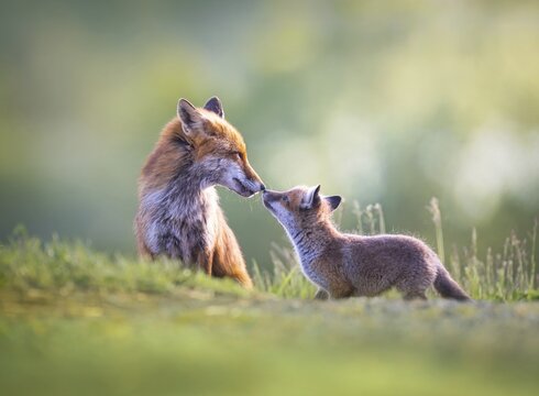Red fox cubs (Vulpes vulpes) with their mother, tender affection, Zurich, Switzerland