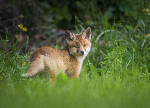 Red fox (Vulpes vulpes), young, Zurich, Switzerland