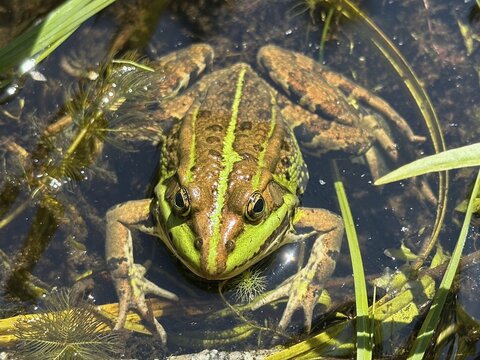 A pool frog (Pelophylax esculentus) lying in the water, Upper Bavaria, Bavaria, Germany
