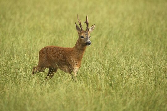 Roe deer (Capreolus capreolus) &ndash; a strong roebuck strides across the meadow after a thunderstorm during the rutting season, Allg&auml;u, Bavaria, Germany, Allg&auml;u, Bavaria, Germany