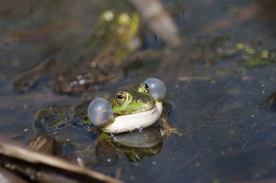 Edible Frog, Pelophylax Esculentus, Pelophylax Kl. Esculentus, Rana Kl. Esculenta, Pond Frog, Amphibian, Frog, Frog, Amphibian