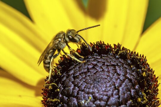 Yellow-banded furrow bee (Halictus scabiosae) perched on a flower of the yellow coneflower (Rudbeckia fulgida), collecting nectar, close-up, Baden-W&uuml;rttemberg, Germany