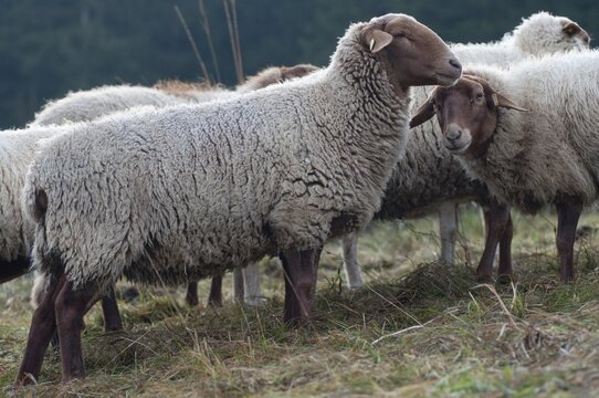 Artiodactyla, Coburg fox sheep, domestic sheep, even-toed ungulate, domestic sheep, Ovis Gmelini aries sspec.4, cloven-hoofed, domesticated animals, extensive grazing, pet, mammals, sheep, sheep, mammals, wild pastures