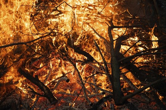 Thick branches burn with blazing flames, Finland