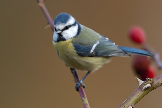Blue tit, parus caeruleus, autumn, birds, autumn, tits, passeri, songbirds, songbirds, tits, birds