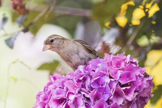 A house sparrow (Passer domesticus) looks out from among pink hydrangea blossoms, against a blurred background, in Hesse, Germany
