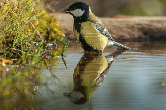 Great tit, great tit, parus major, bath, bird bath, birds, tit, passeri, songbirds, songbirds, tits, potions, birdbath, birds, watering place