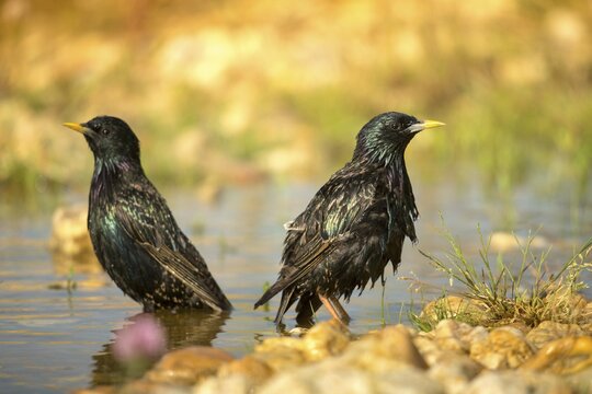 Star, Starling, Sturnus Vulgaris, Bath, Bird Bath, Birds, Passeri, Songbirds, Potion, Birdbath, Birds, Watering Place