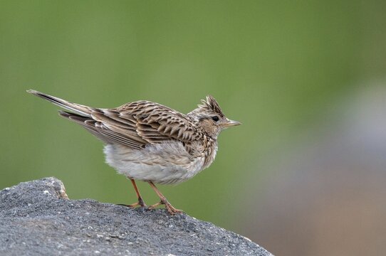 2010, Alauda Arvensis, Brandenburg, skylark, Germany, Nabu, national natural heritage, natural paradise Gr&uuml;nhaus, Skylark, post-mining landscape, birds, greenhouse, passeri, songbirds, birds