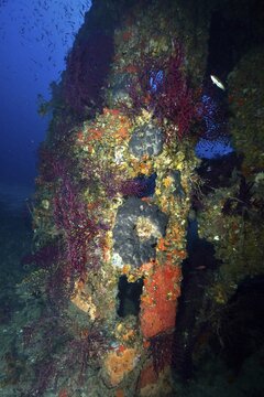A colourfully encrusted rudder from an underwater wreck, covered in lush coral and violescent sea-whips (Paramuricea clavata), at the Le Grec wreck dive site, Giens Peninsula, Provence-Alpes-C&ocirc;te d'Azur, France