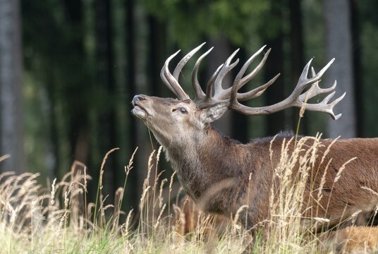 Artiodactyla, Cervus Elaphus, even-toed ungulate, cloven-hoofed, red deer, red deer, fleas, deer, mammals, mammals