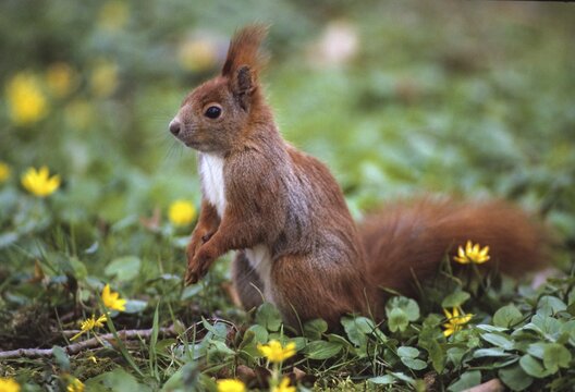 Squirrels, rodents, rodentia, sciurus vulgaris, squirrel, spring, mammals, rodents, jump, mammals