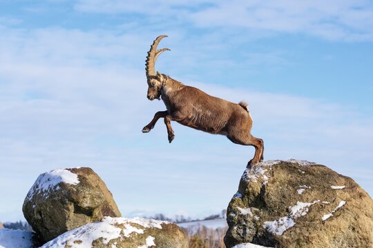A male ibex (Capra ibex) jumps from rock to rock. Morning light against a blue sky with clouds. Carinthia, Austria