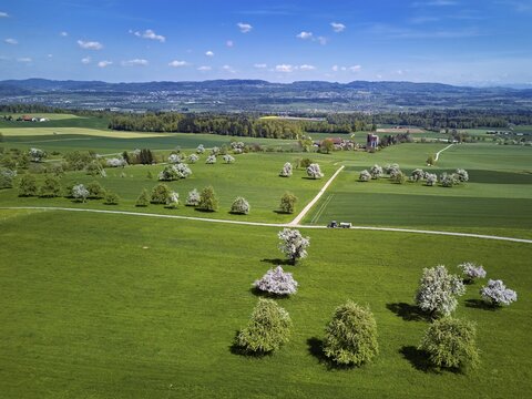 Blooming fruit trees, Beinwil, Freiamt, Canton of Aargau Switzerland
