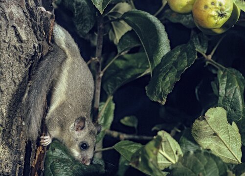 Edible dormouse, fat dormouse, glis glis, rodents, rodentia, dormouse, bilche, bolt, dormice, dormouse, mammals, rodents, sleepers, summer, mixed fruit, buzzers, mammals