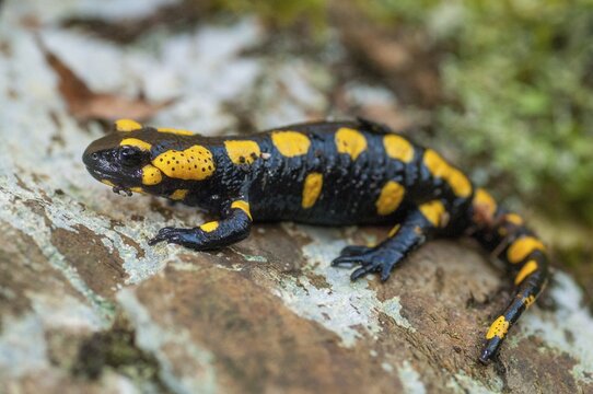 Fire salamanders, fire salamanders, salamandra salamandra, amphibians, amphibians, caudata, amphibians, tail amphibians