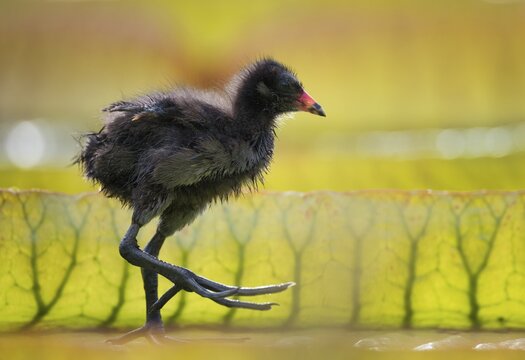 Common moorhen (Gallinula chloropus), young animal, chick, on leaves of the giant water lily (Victoria amazonica), Baden-W&uuml;rttemberg, Germany