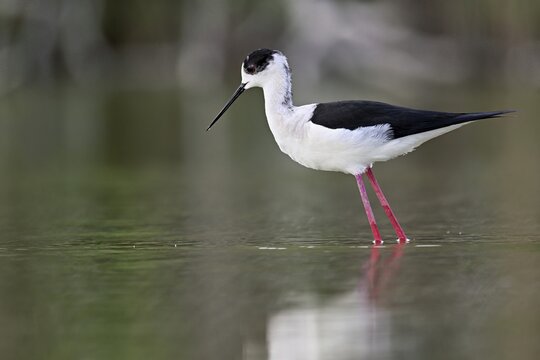 A black-winged Black-winged Stilt (Himantopus himantopus) wades through a pond in search of food, Camargue, southern France