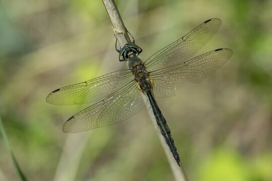 Spotted emerald dragonfly, somatochlora flavomaculata, yellow-spotted emerald, anisoptera, damselflies, dragonflies, insects, dragonflies, odonata