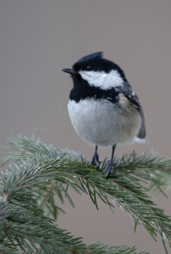 Coal tit, parus ater, periparus ater, pine tit, birds, high size, portrait format, tits, passeri, songbirds, tits, birds