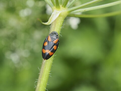 Close-up of a red-and-black froghopper (Cercopis vulnerata), perched on a green plant stem, Goms, Canton of Valais, Switzerland