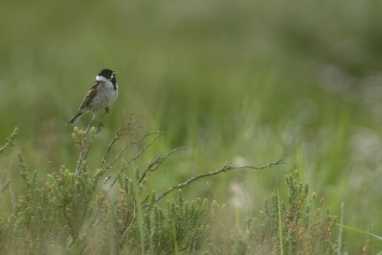 Reed bunting (Emberiza schoeniclus) adult bird singing from a bush, England, United Kingdom