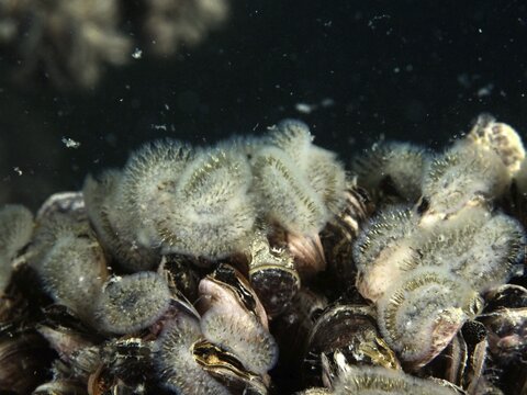 Freshwater moss animals (Cristatella mucedo) grow on a cluster of quagga triangular mussels (Dreissena rostriformis bugensis), invasive species. Dive site Wildsau, Berlingen, Lake Constance, Switzerland