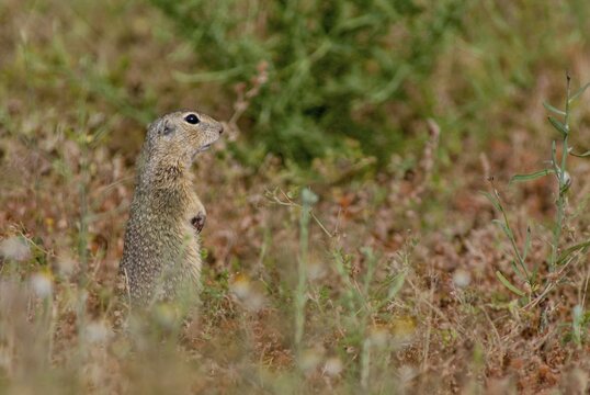 Citellus citellus, European ground squirrel, common ground squirrel, rodents, rodentia, Bulgaria, mammals, rodents, mammals, ground squirrels