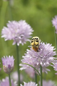 Beetle (Trichius fasciatus), on flowering chive (Allium schoenoprasum), Wilden, North Rhine-Westphalia, Germany