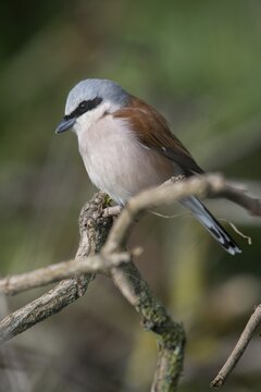 Lanius Collurio, red-backed shrike, redback shrike, birds, high size, portrait format, male, passeri, songbirds, birds, shrikes