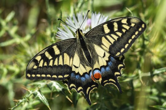 Granelli, Italy, Pantani Cuba and Longarini, Papilio Machaon, Swallowtail, Swallowtail, Migratory Bird Sanctuary, Pantani Cuba & Longarini Migratory Bird Sanctuary, Butterfly, Insects, Italy, Butterfly, Sicily, Foundation for Biodiversity, Butterflies
