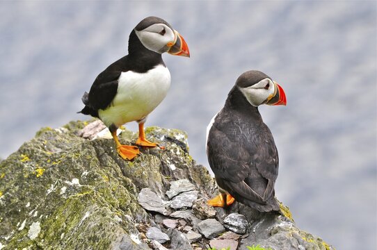 Two puffins (Fratercula arctica) sitting next to each other on rocks