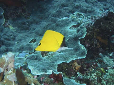 Bright yellow fish, longmouth tilefish (Forcipiger flavissimus), swimming over blue coral reef in tropical waters, dive site Toyapakeh, Nusa Ceningan, Nusa Penida, Bali, Indonesia