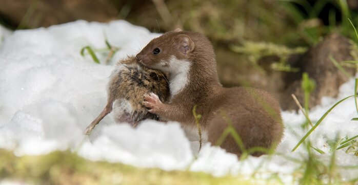 Carnivora, least weasel, mouse weasel, mustela nivalis, predators, prey, capture, hunting, mammals, raptors, snow, mammals, winter