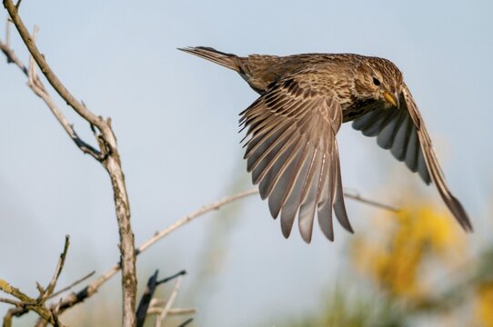 Brandenburg, corn bunting, Emberiza Calandra, Germany, gray bunting, miliaria calandra, Nabu, national natural heritage, natural paradise Gr&uuml;nhaus, post-mining landscape, birds, green house, passeri, songbirds, birds
