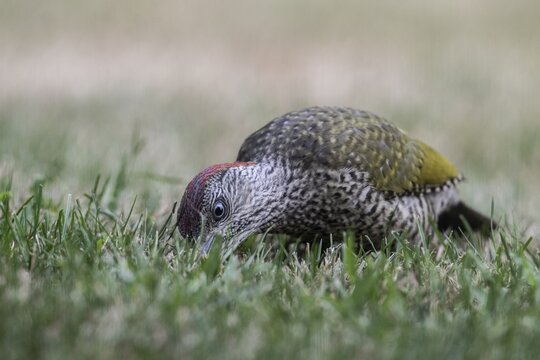 Young green woodpecker (Picus viridis), Emsland, Lower Saxony, Germany