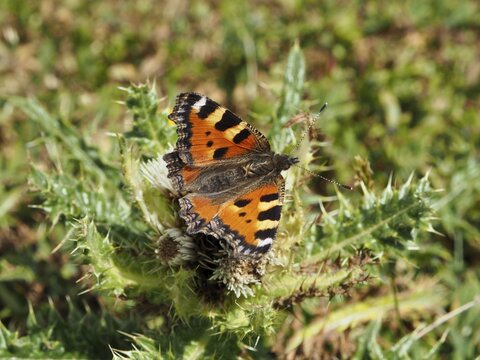A butterfly with orange wings, the Small tortoiseshell (Aglais urticae), on a flowering thistle, Goms, Canton of Valais, Switzerland