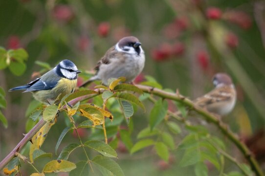 Blue tit, tree sparrow, dog rose, parus caeruleus, passer montanus, pink canina, rosaceae, rose plants, sparrow, tree sparrow, autumn, birds, dog rose, flora, hedge, autumn, tits, passeri, plants, songbirds, sparrow, sparrow, sparrow, sparrow, sparrow, sparrow, tits, birds