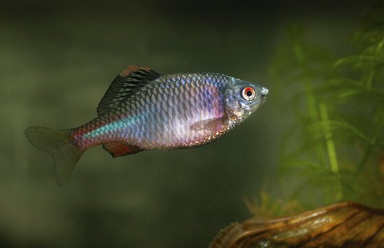 Bitterling, Rhodeus Amarus, Rhodeus Sericeus Amarus, Pisces, Fishes, Pisces