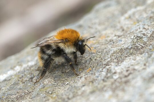 Field bumblebee, apidae, bees, Bombus pascuorum, hymenoptera, common carder bee, bumblebee, insects, insects