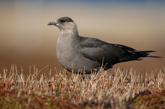 Arctic hunter, arctic skua, arctic tern, Norway, parasitic hunter, parasitic skua, parasite predatory gull, stercorarius parasiticus, varanger, birds, charadriiformes, limikolen, predatory gulls, stercorariidae, birds