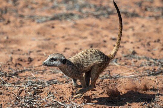 Running meerkat (Suricatta suricata), Kgalagadi Transfrontier Park, Northern Cape, South Africa