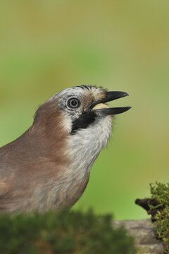 Eurasian jay (Garrulus glandarius), eating a peanut, animal portrait, Wilden, North Rhine-Westphalia, Germany