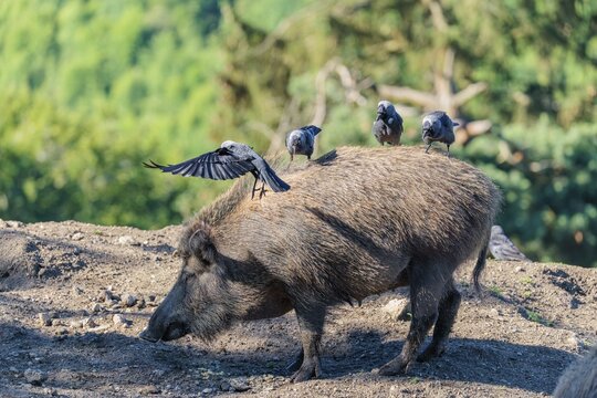 Three western jackdaws (Coloeus monedula) sit on the back of a female wild boar (Sus scrofa) on a sunny day. Bavaria, Germany