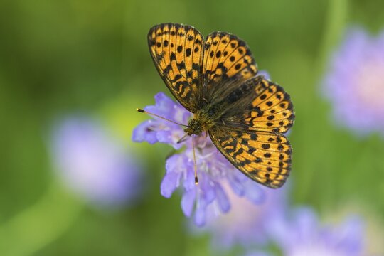 Brenthis Ino, Lesser Marbled Fritillary, Meadowsweet Pearl Butterfly, Purple Silver Butterfly, Insects, Butterfly, Butterfly, Butterflies