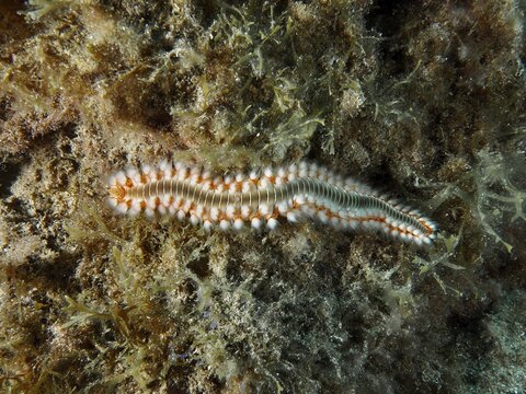 A bristle worm, the fire bristle worm (Hermodice carunculata), on algae, at the El Cabron Marine Protected Area dive site, Arinaga, Gran Canaria, Spain, Europe, Atlantic Ocean