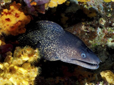Mediterranean moray eel (Muraena helena) hiding between shining crust anemones and rocks, dive site Giens Peninsula, Mediterranean Sea, Porquerolles, Provence, C&ocirc;te d'Azur, France