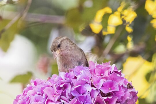 A house sparrow (Passer domesticus) sits pensively on pink hydrangeas, against a yellow-green background, in Hesse, Germany
